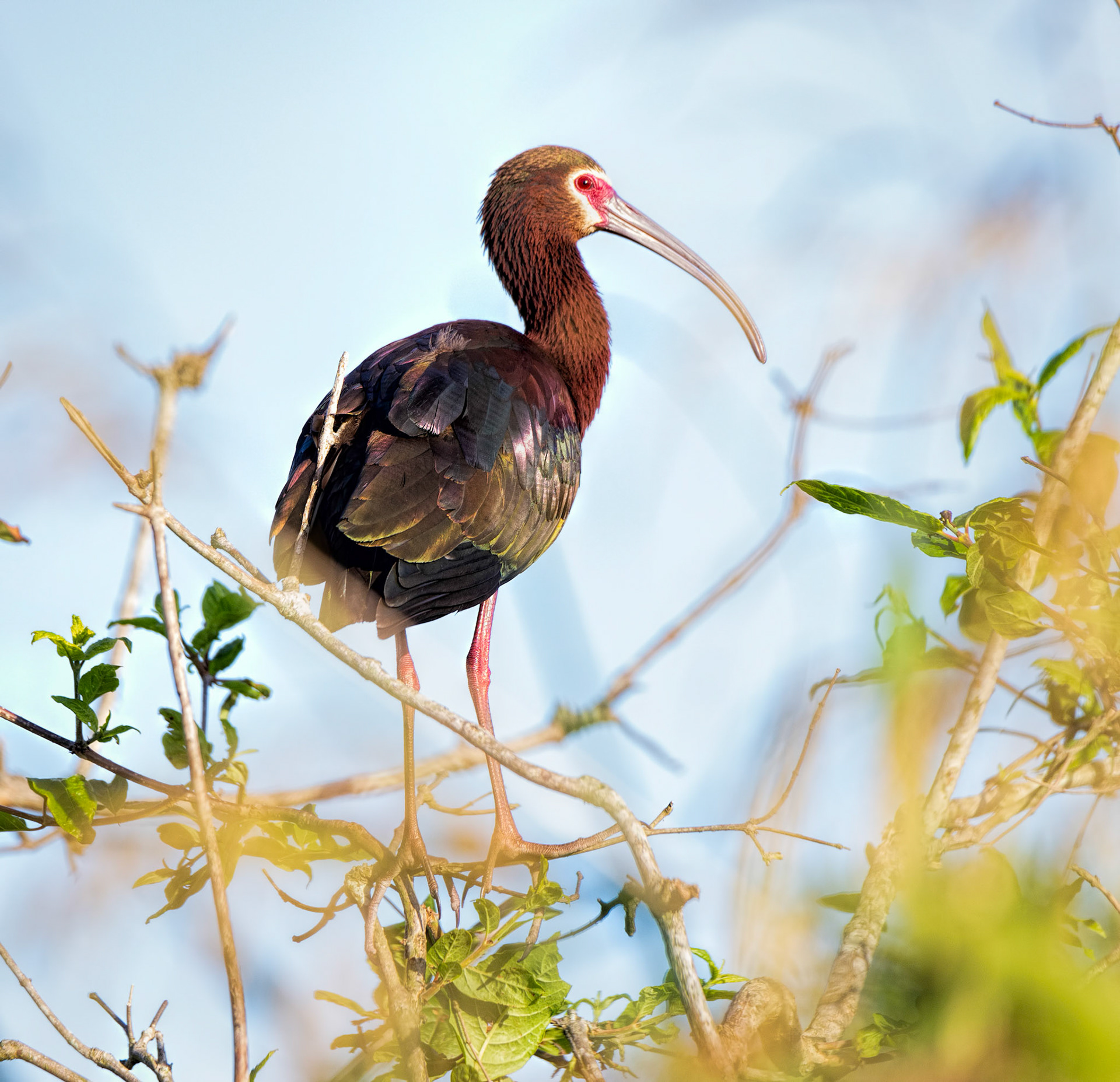 Glossy Ibis