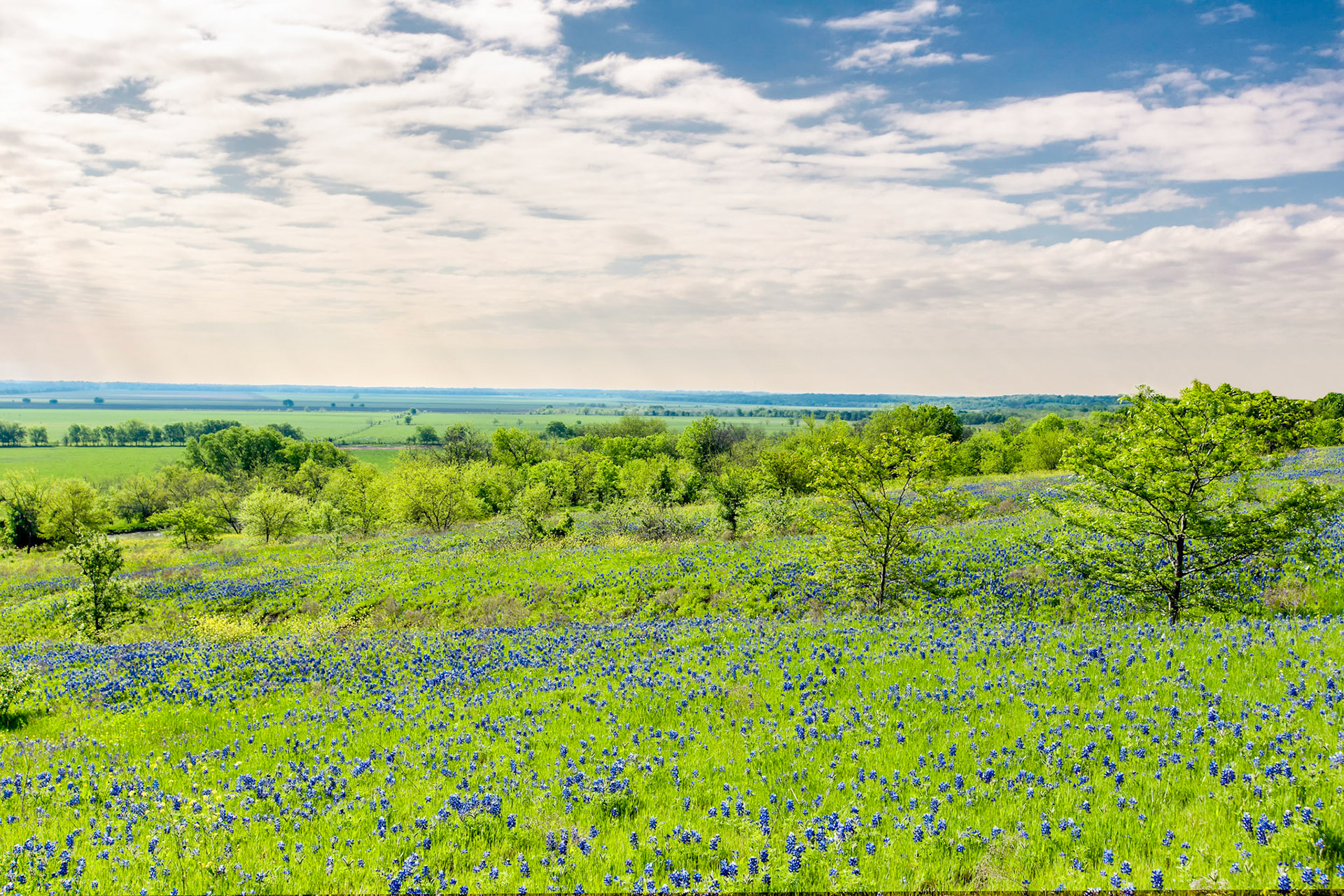 This was named Texas Spring in cropped copy