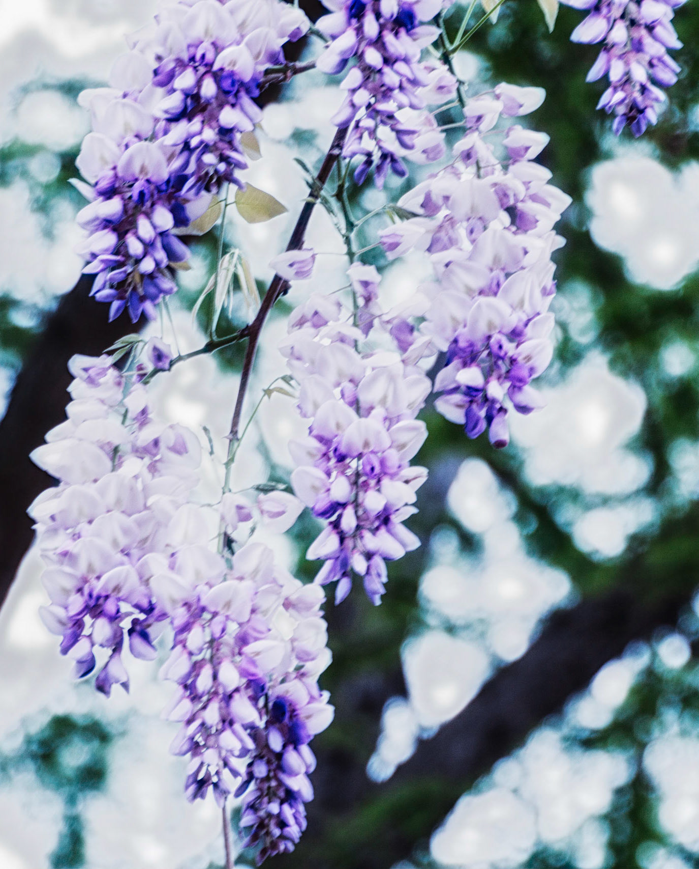 Wisteria Branch