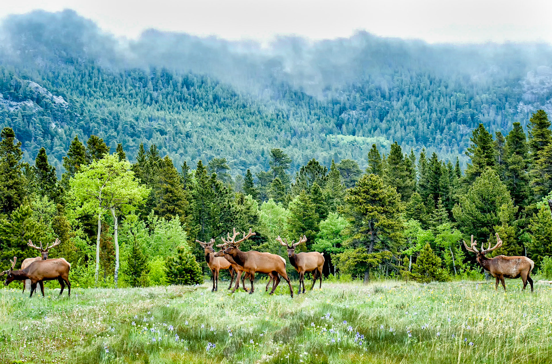 Rocky Mountain Morning