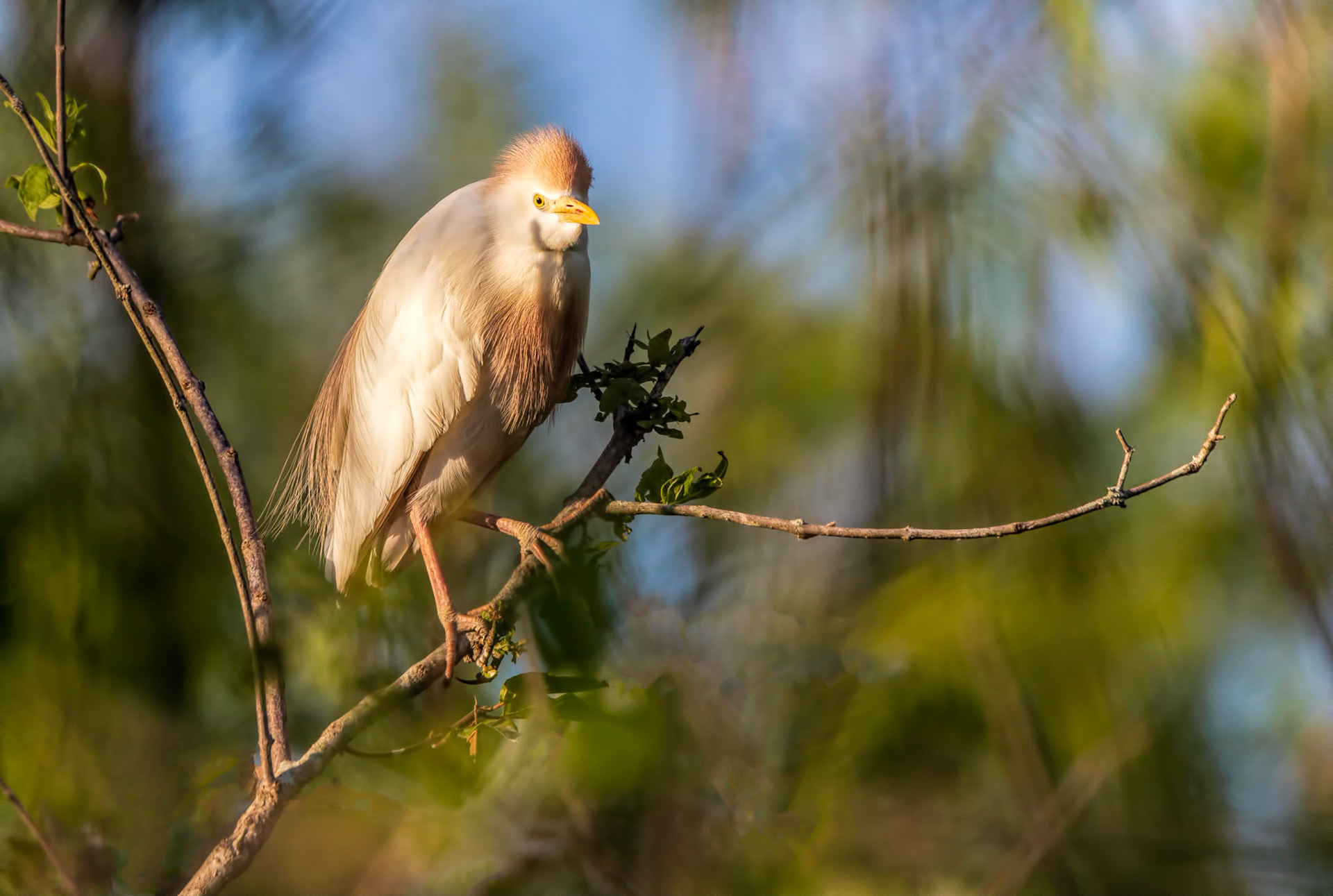 Cattle Egret