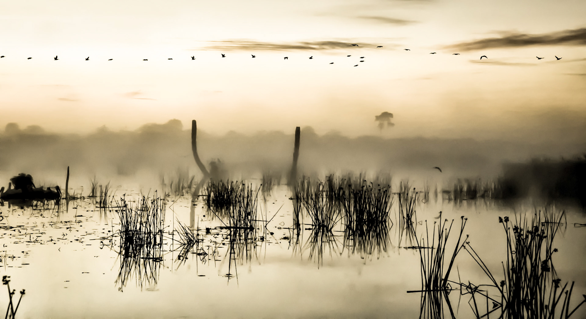 Morning Journey Black & Gold Cropped