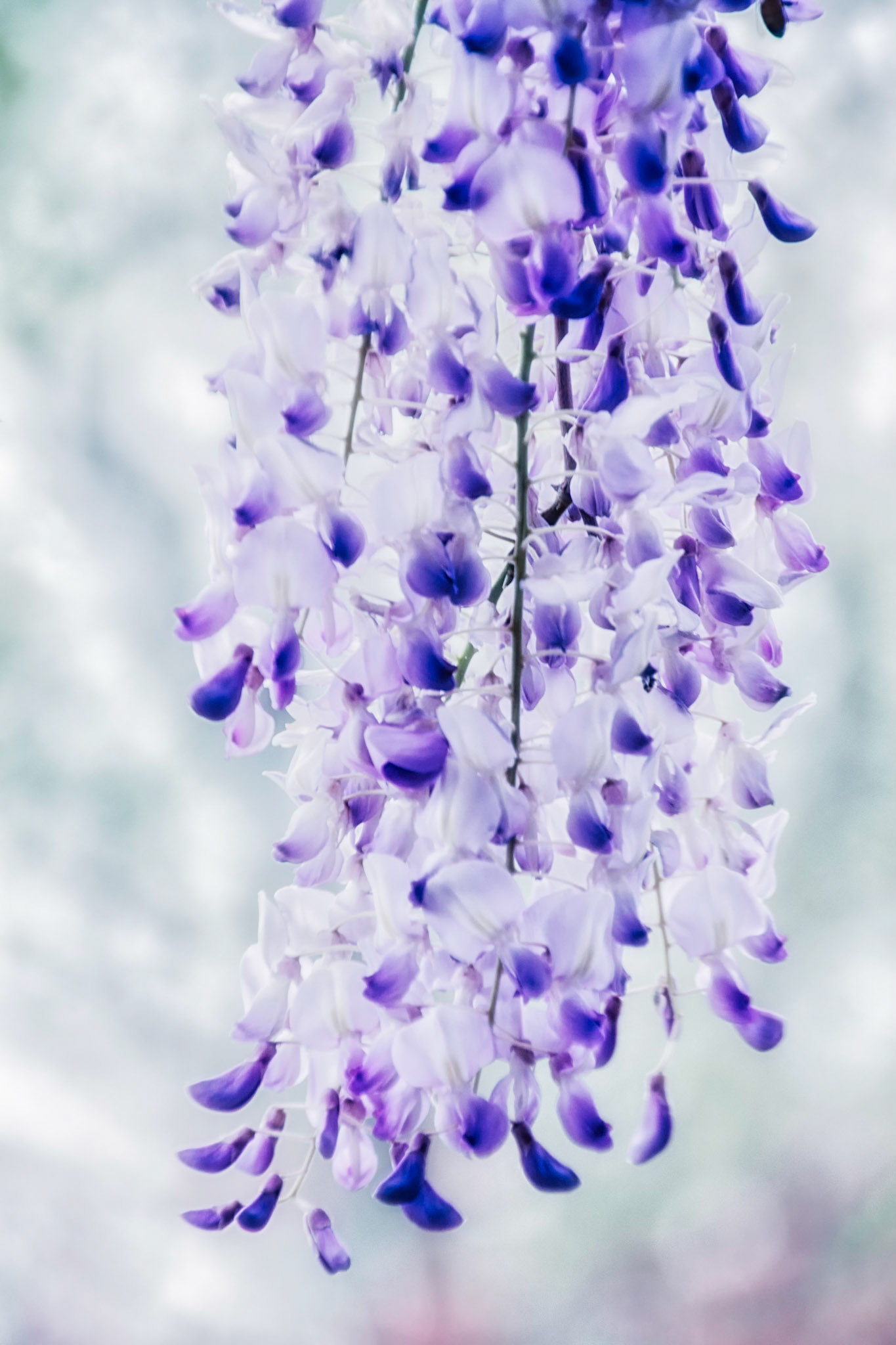 Wisteria Close Up