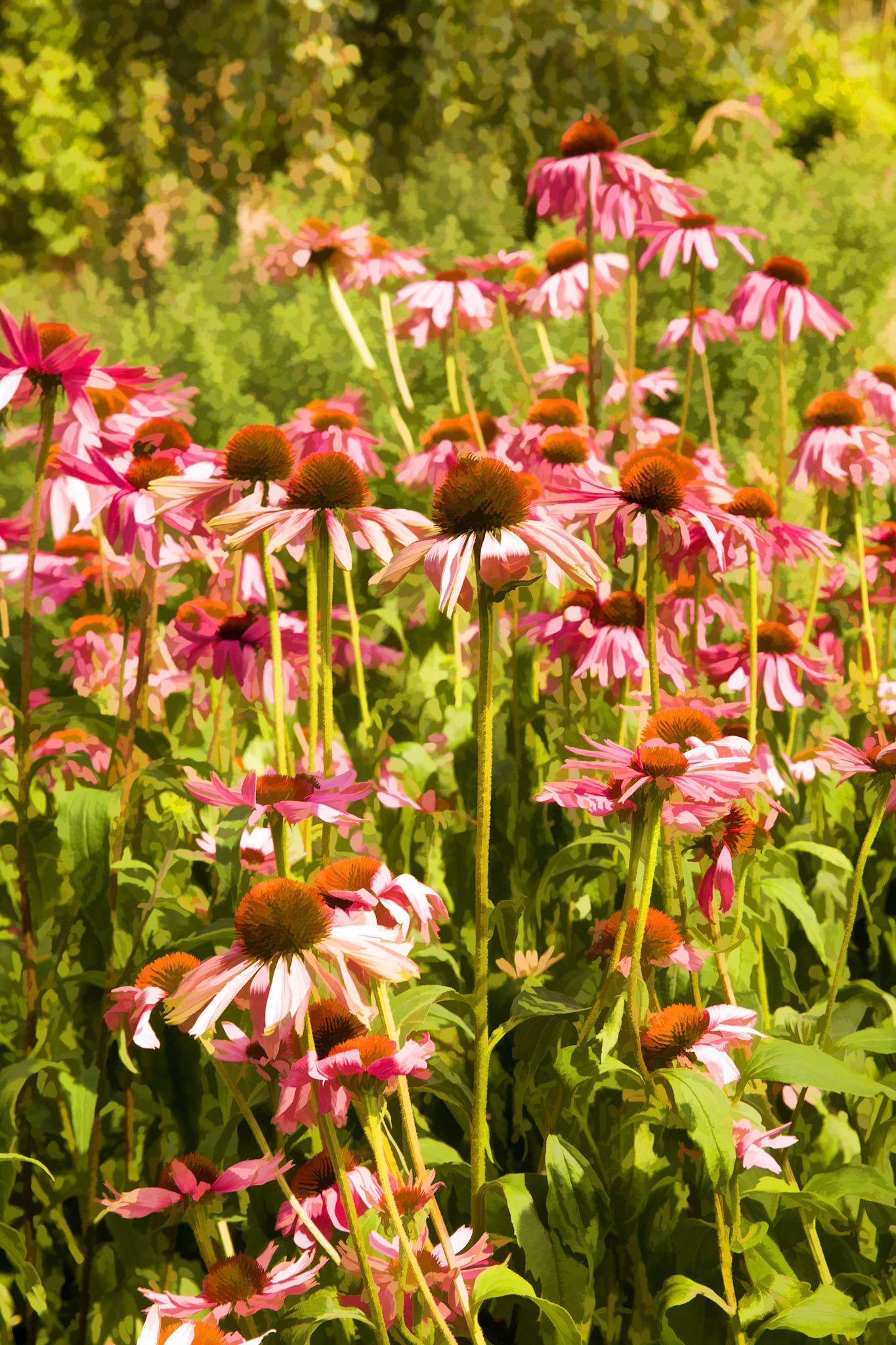 Coneflowers