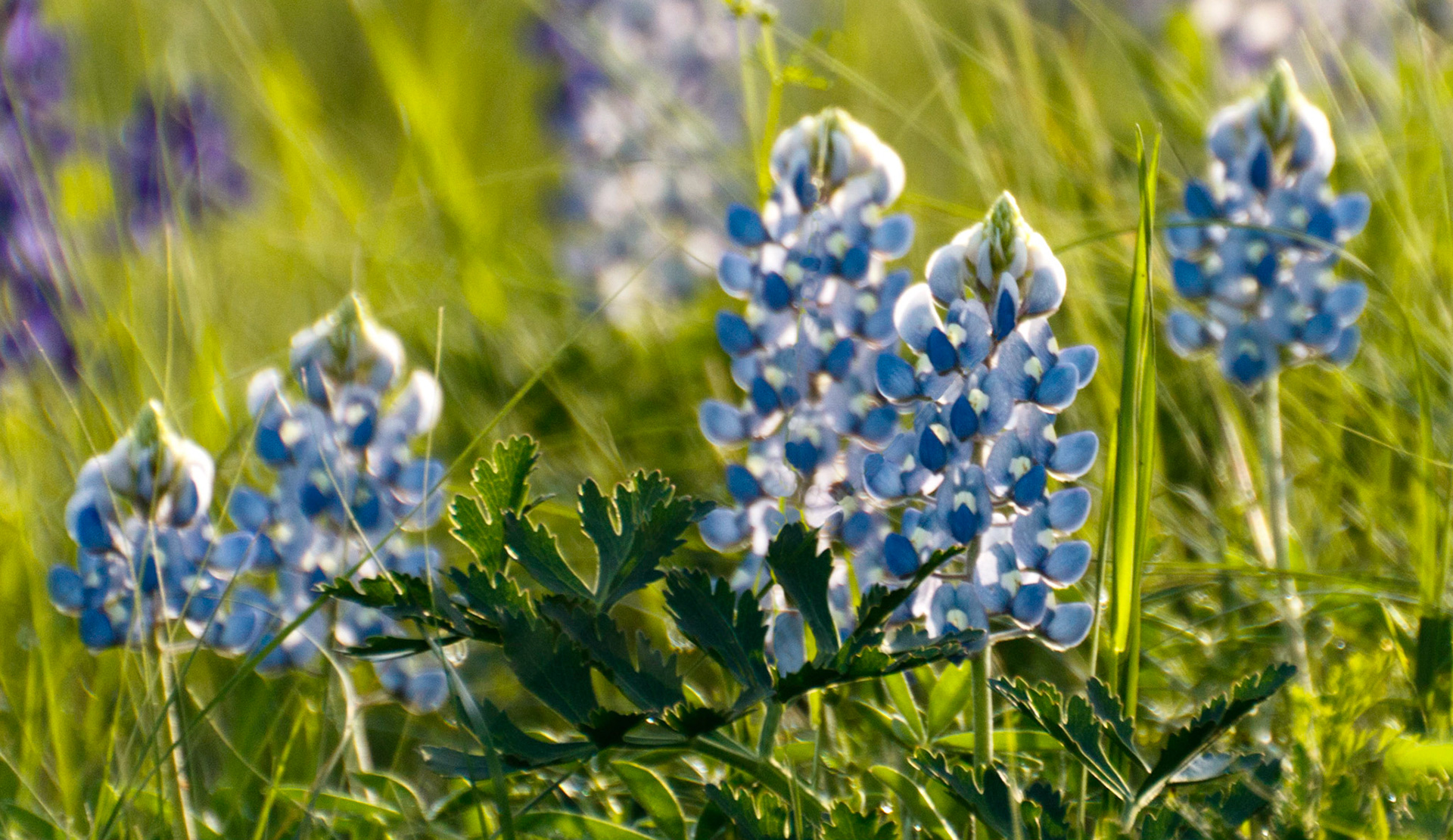 Bluebonnets Illuminated