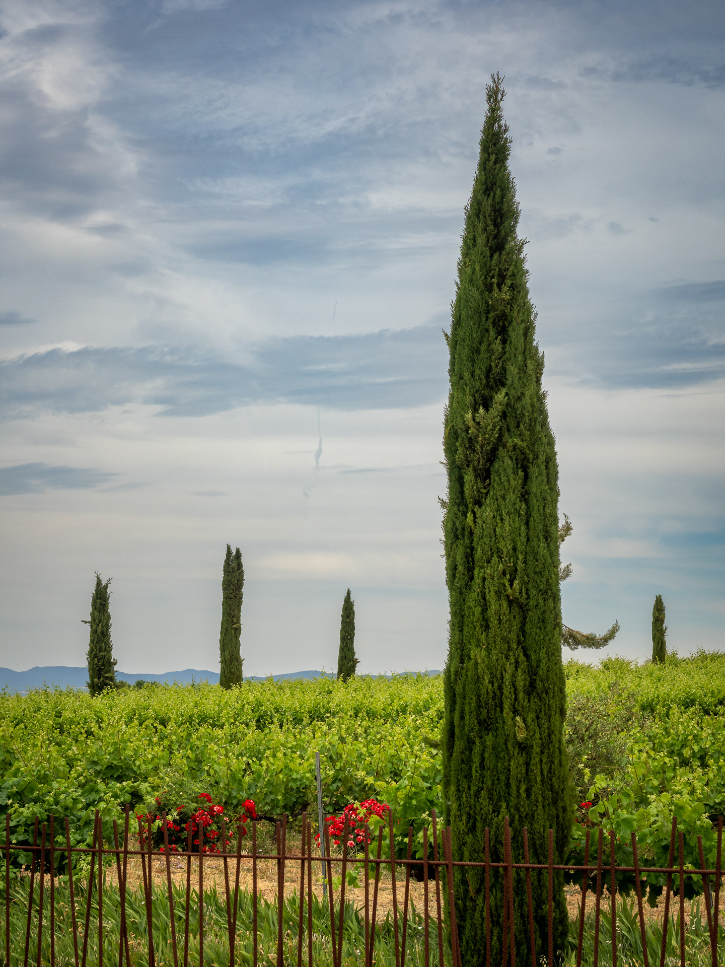 Winery Landscape