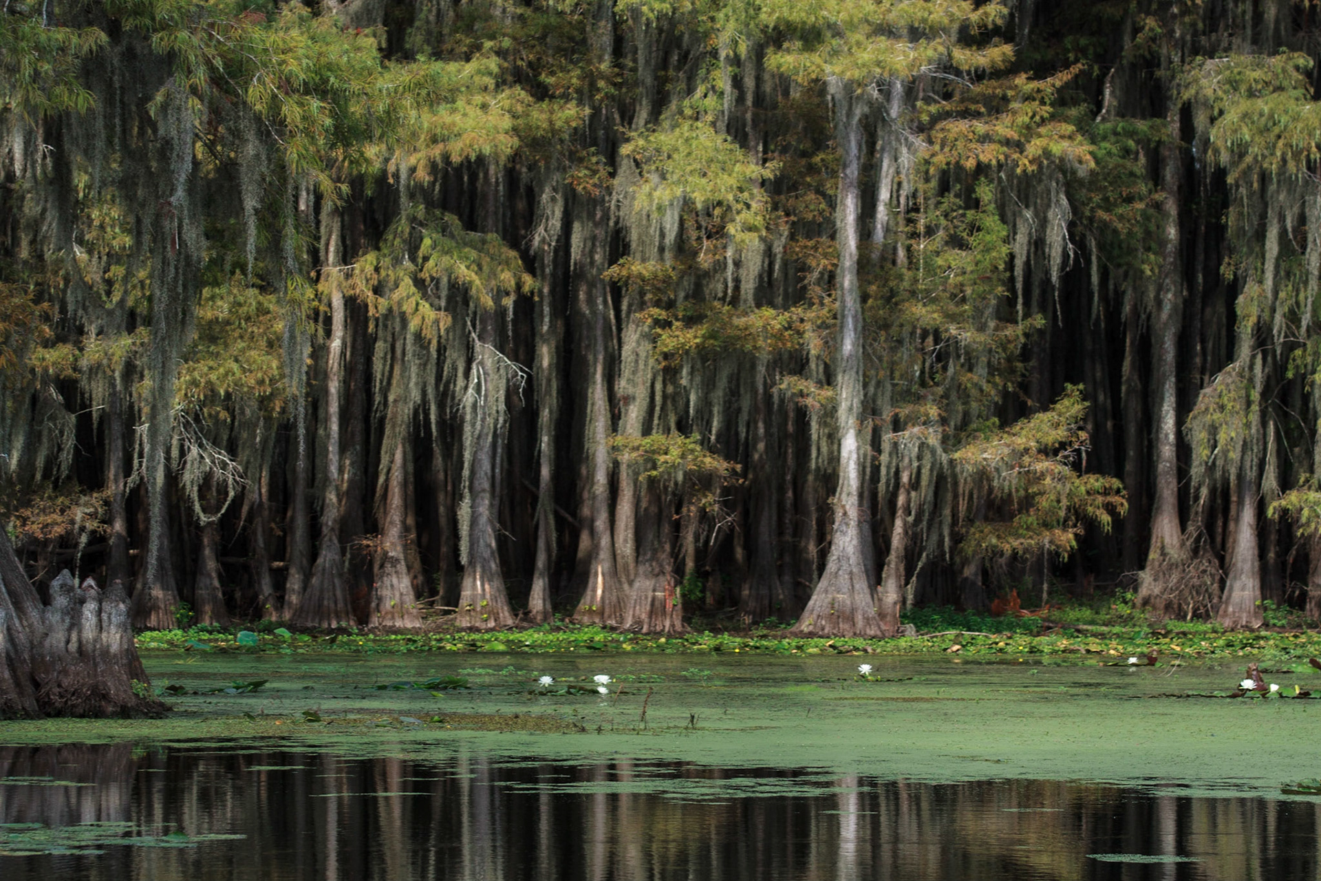 Caddo View