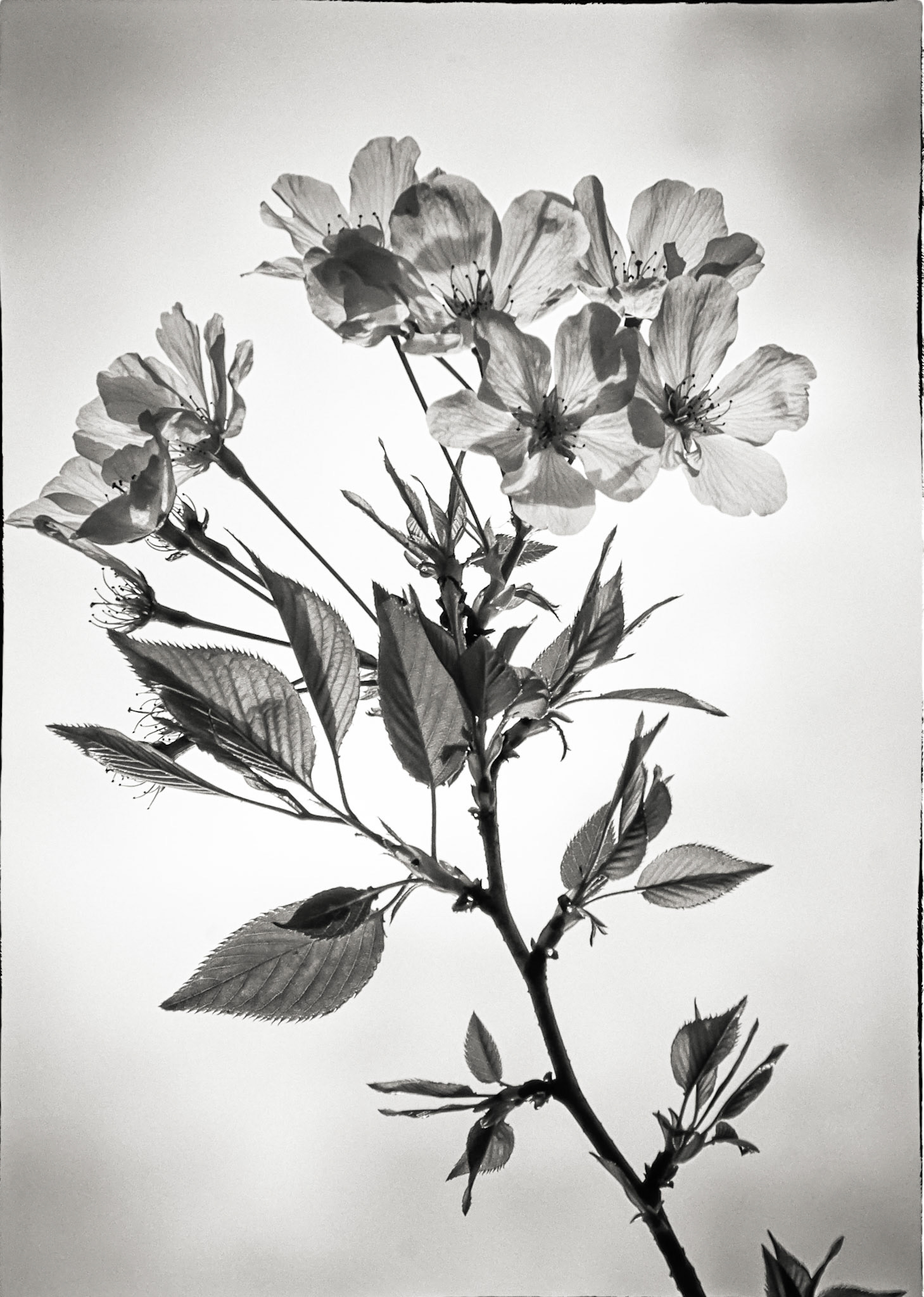 Evidence of Spring BW