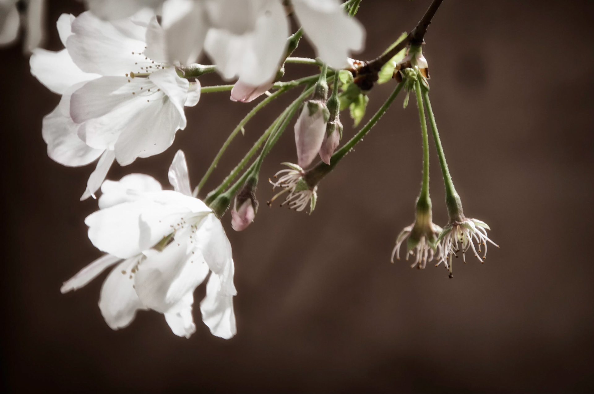 Cherry Blossom Close Up
