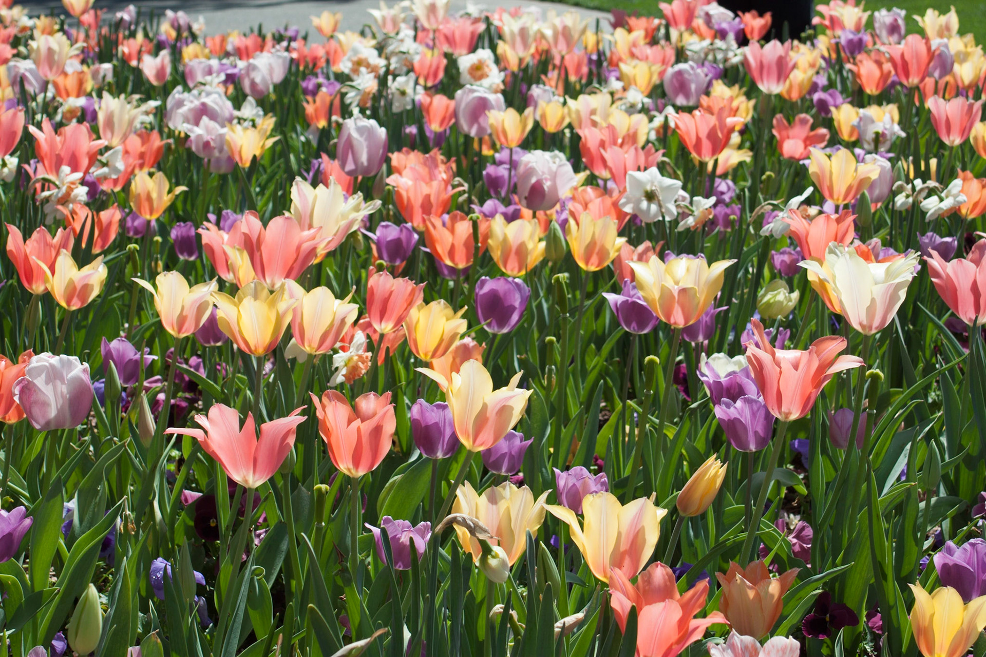 Tulips Dance v2