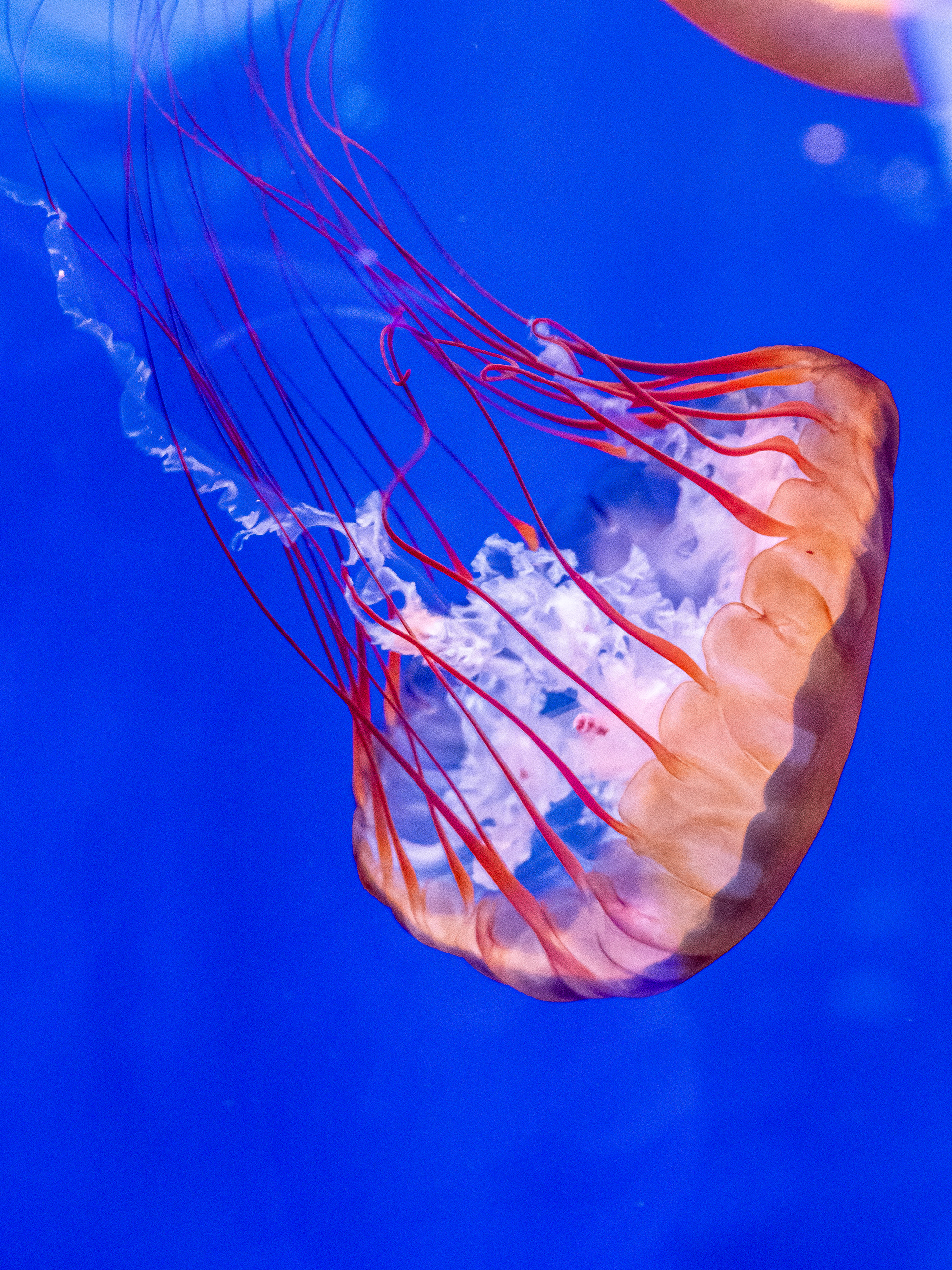 Caged Jellyfish