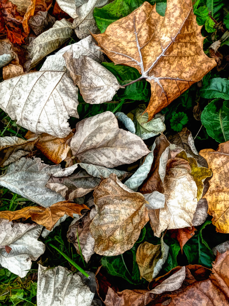 Crispy Leaves Filtered