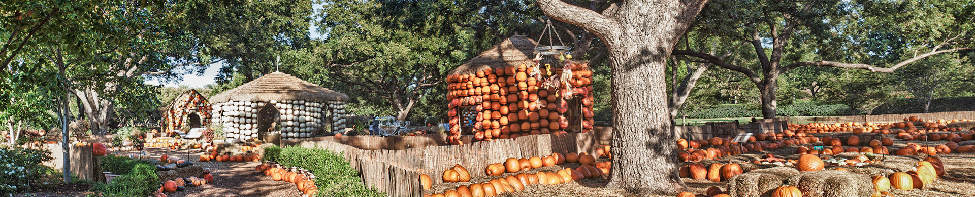 Pumpkin Panorama