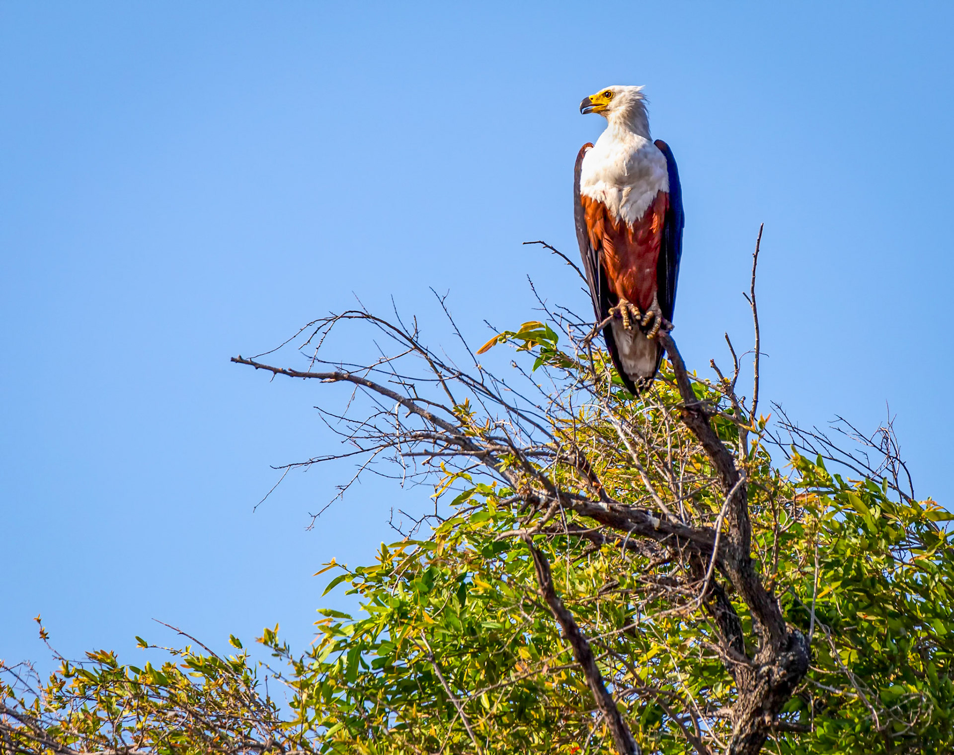 Fish Eagle