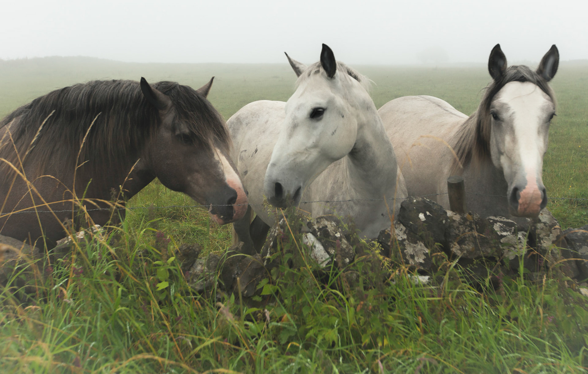 Three Horses