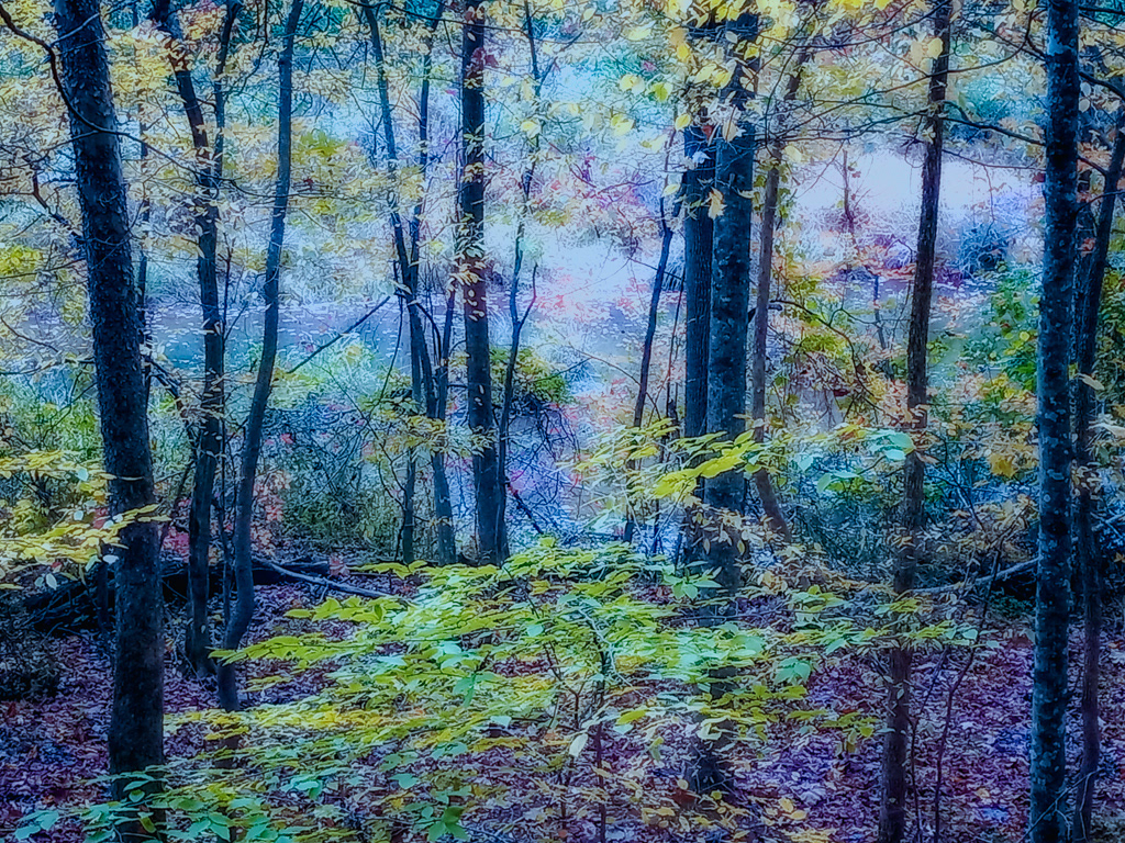 Fairy Forest