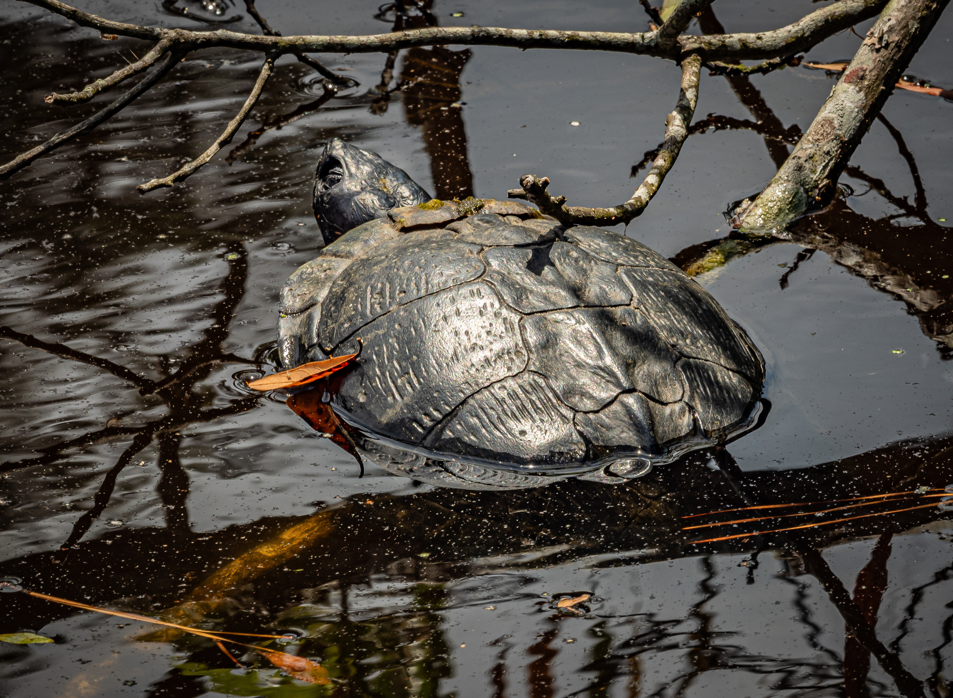 Turtle Sandy Run Park