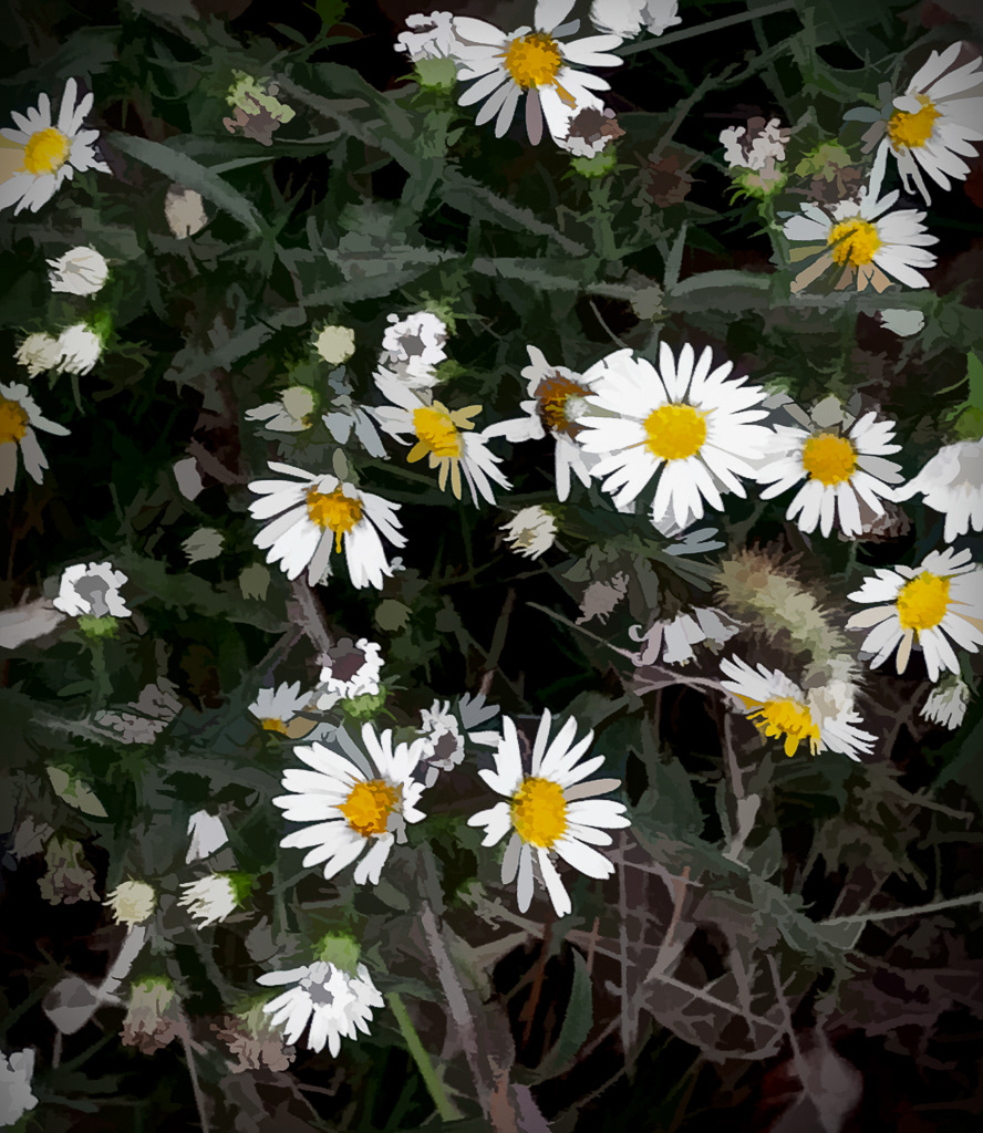 Desaturated Daisies