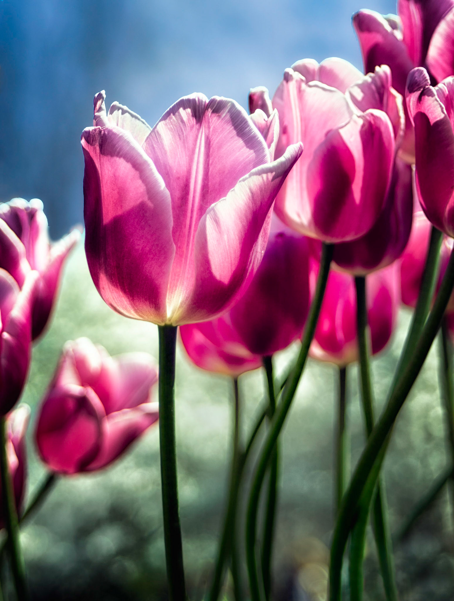 Pink Tulip Group w Glow