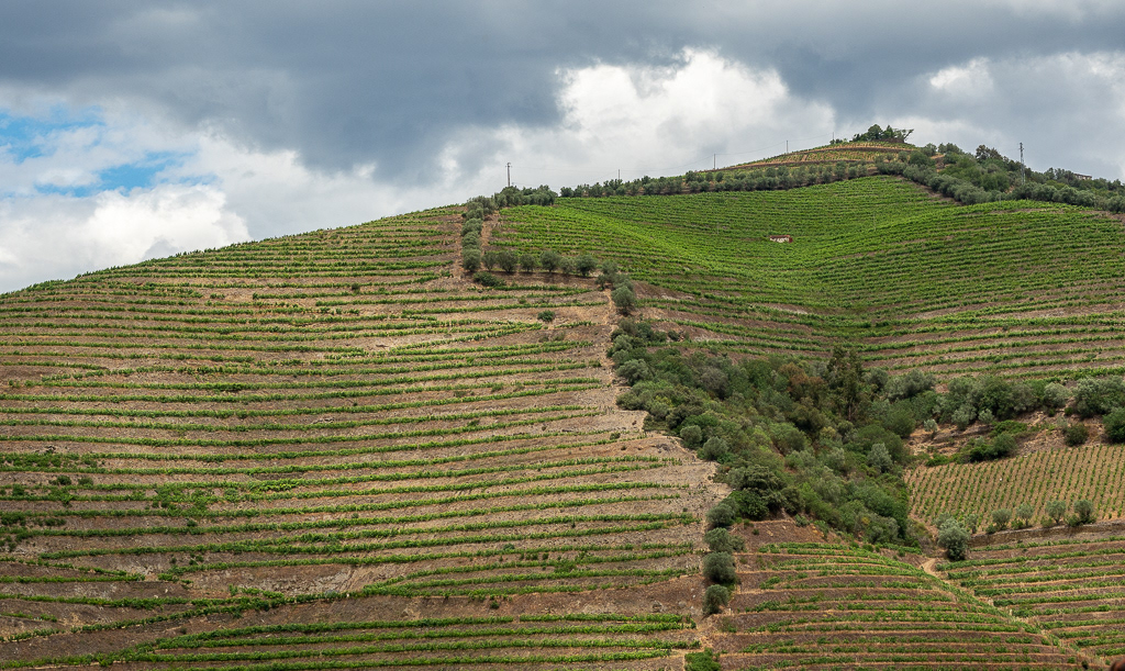 Future Wine on the Vine