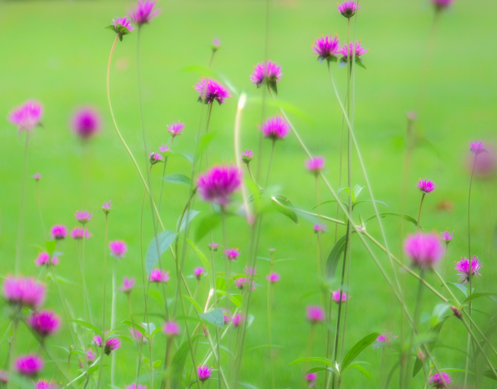 Flower Float