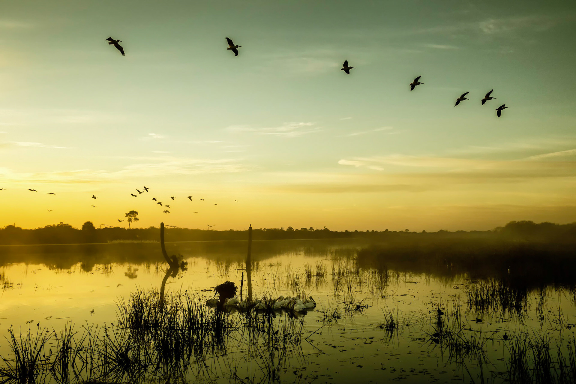 Early Flight Green & Gold