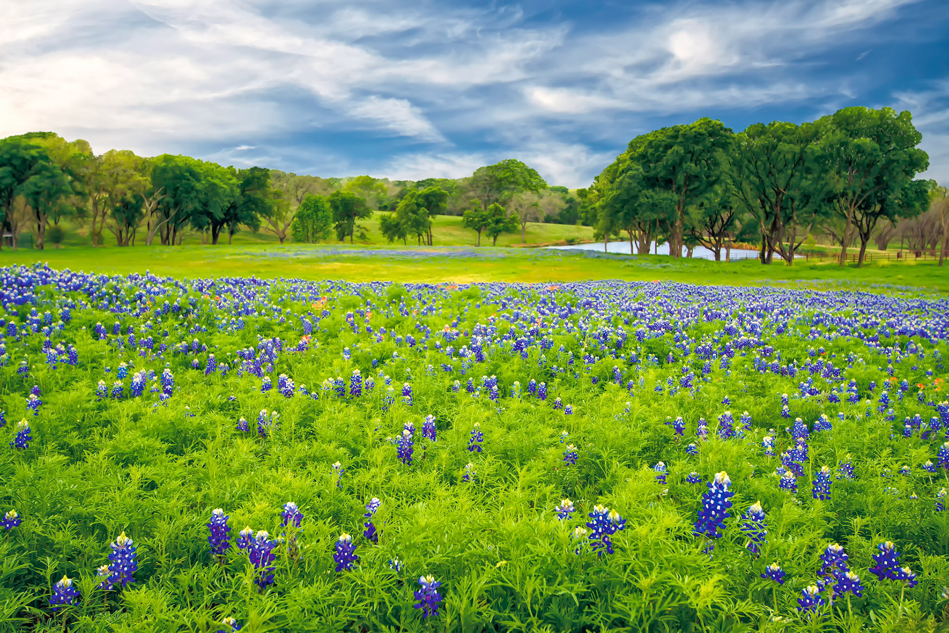 Bluebonnets in Bloom