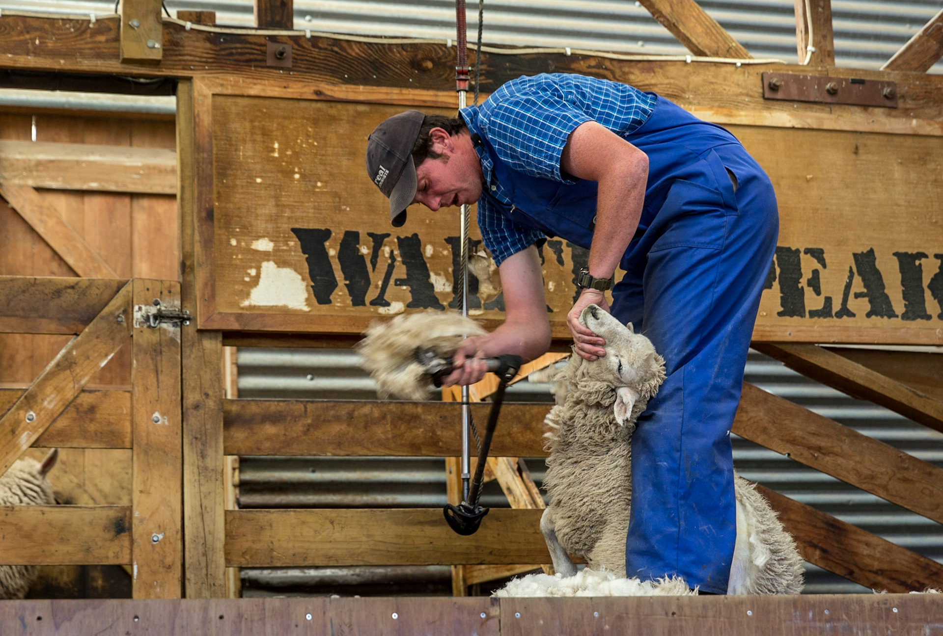 Walters Peak Sheep Shearing