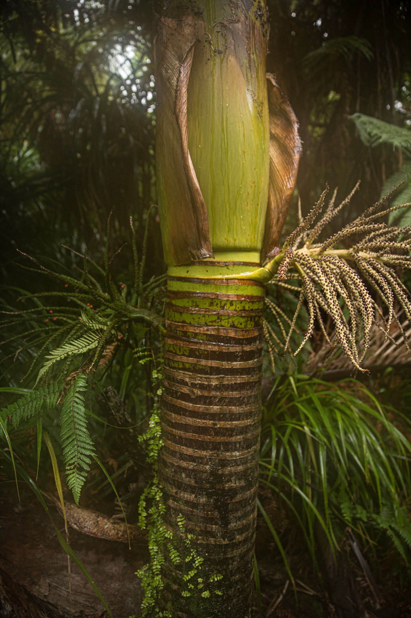 Punakaki Palm