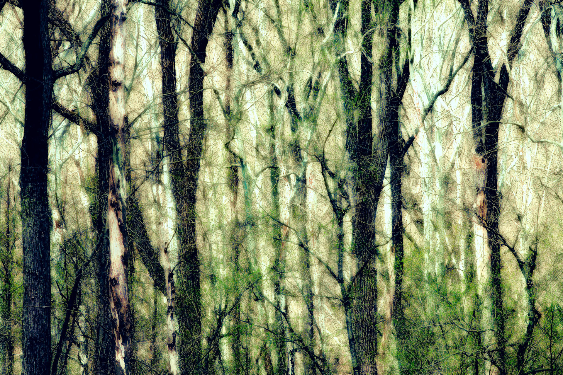 Into the Woods 3