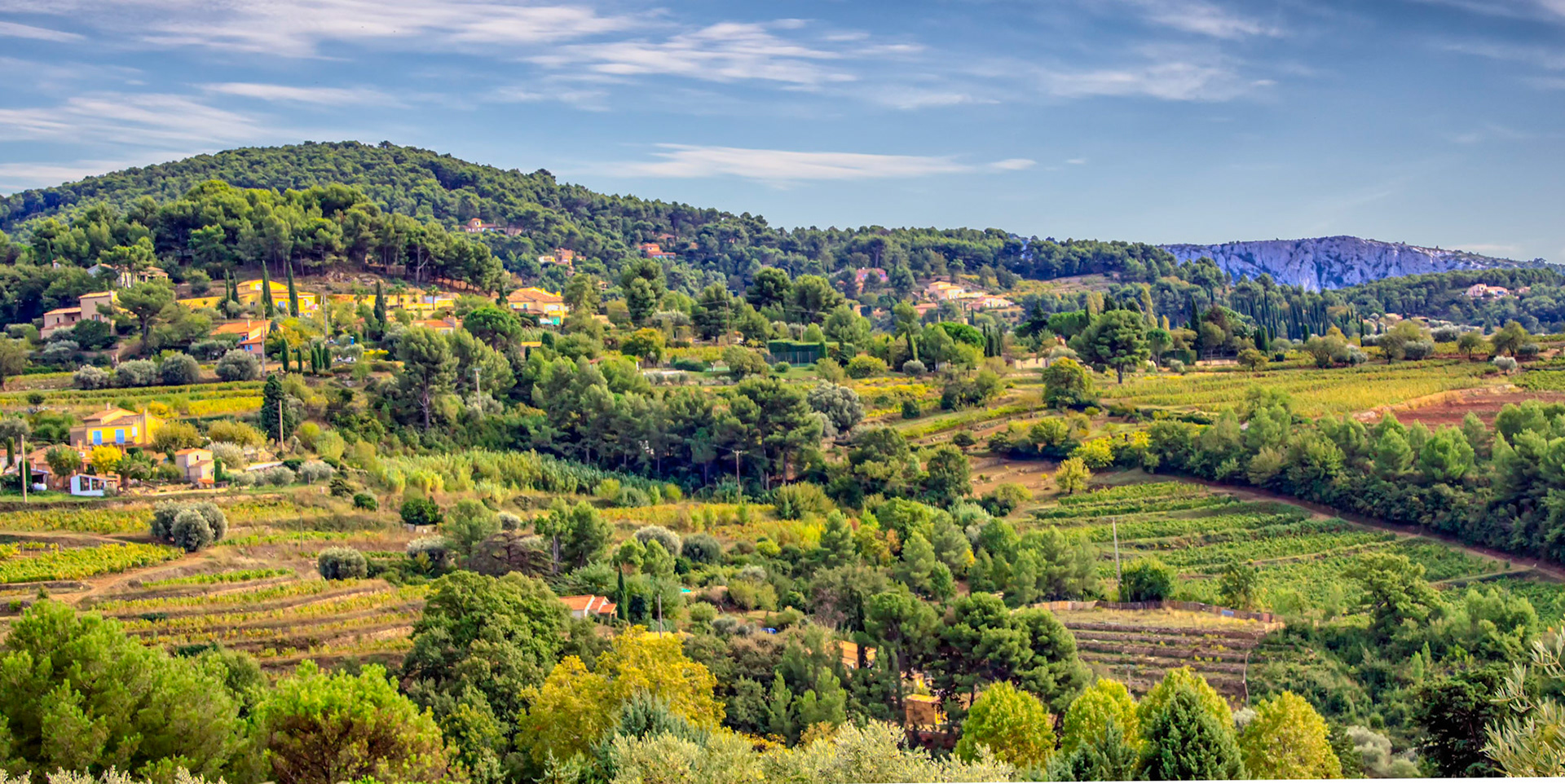French Fields