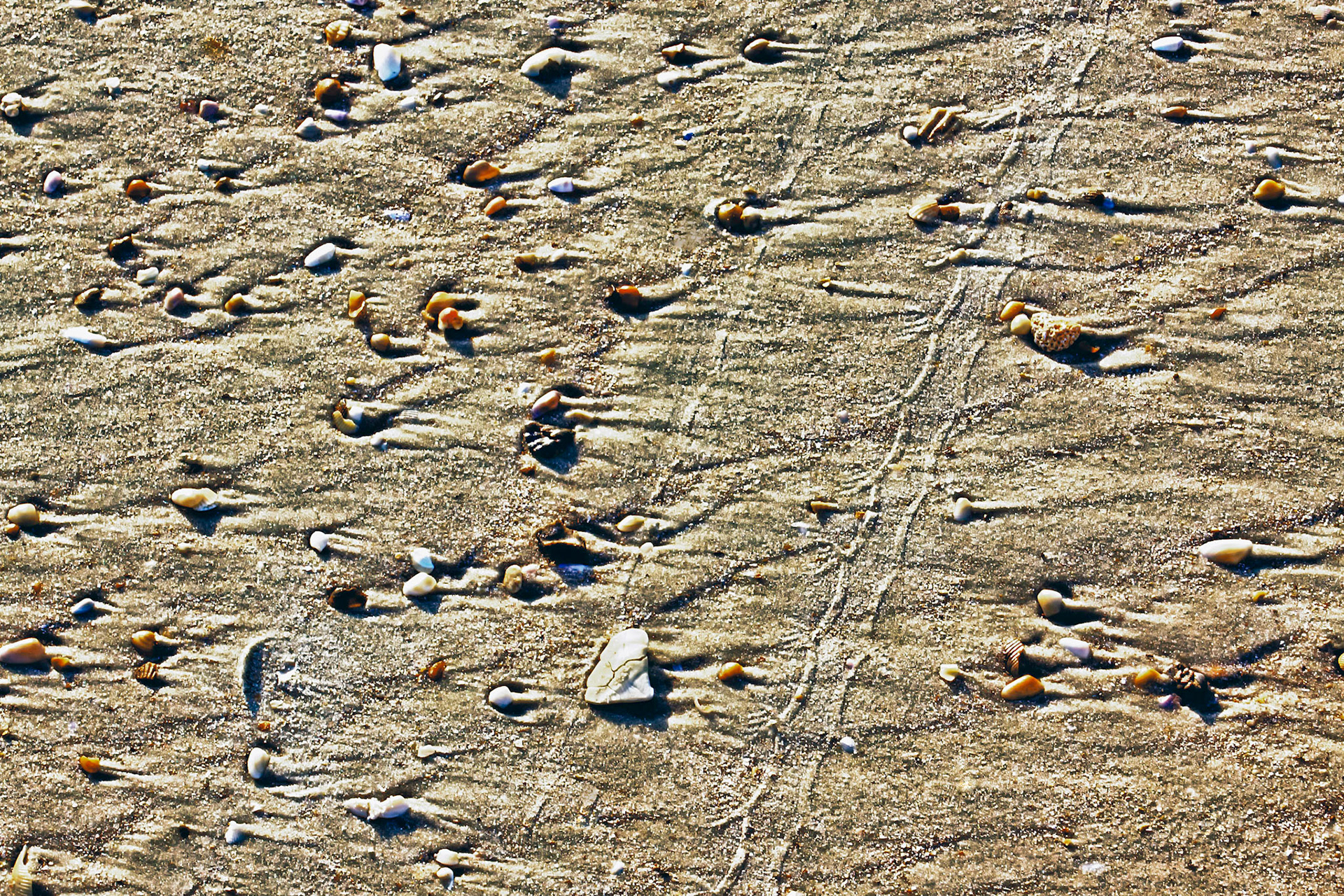 Shell Impressions