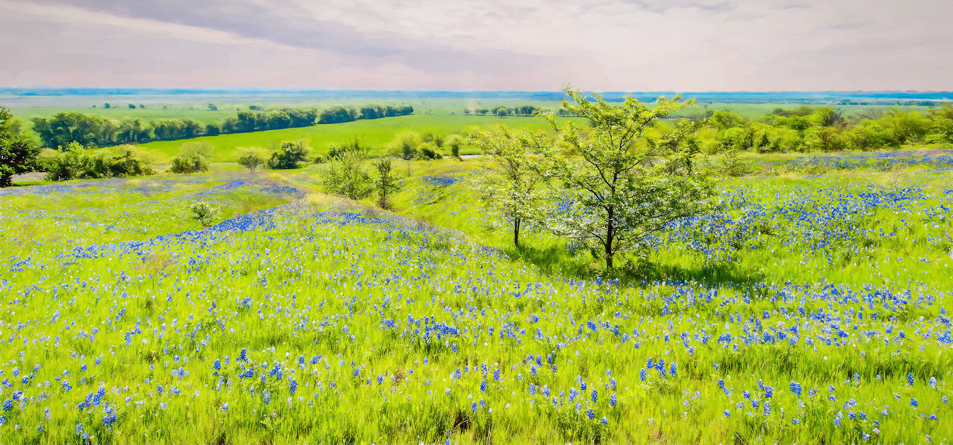 Bluebonnet Field 3 Impression