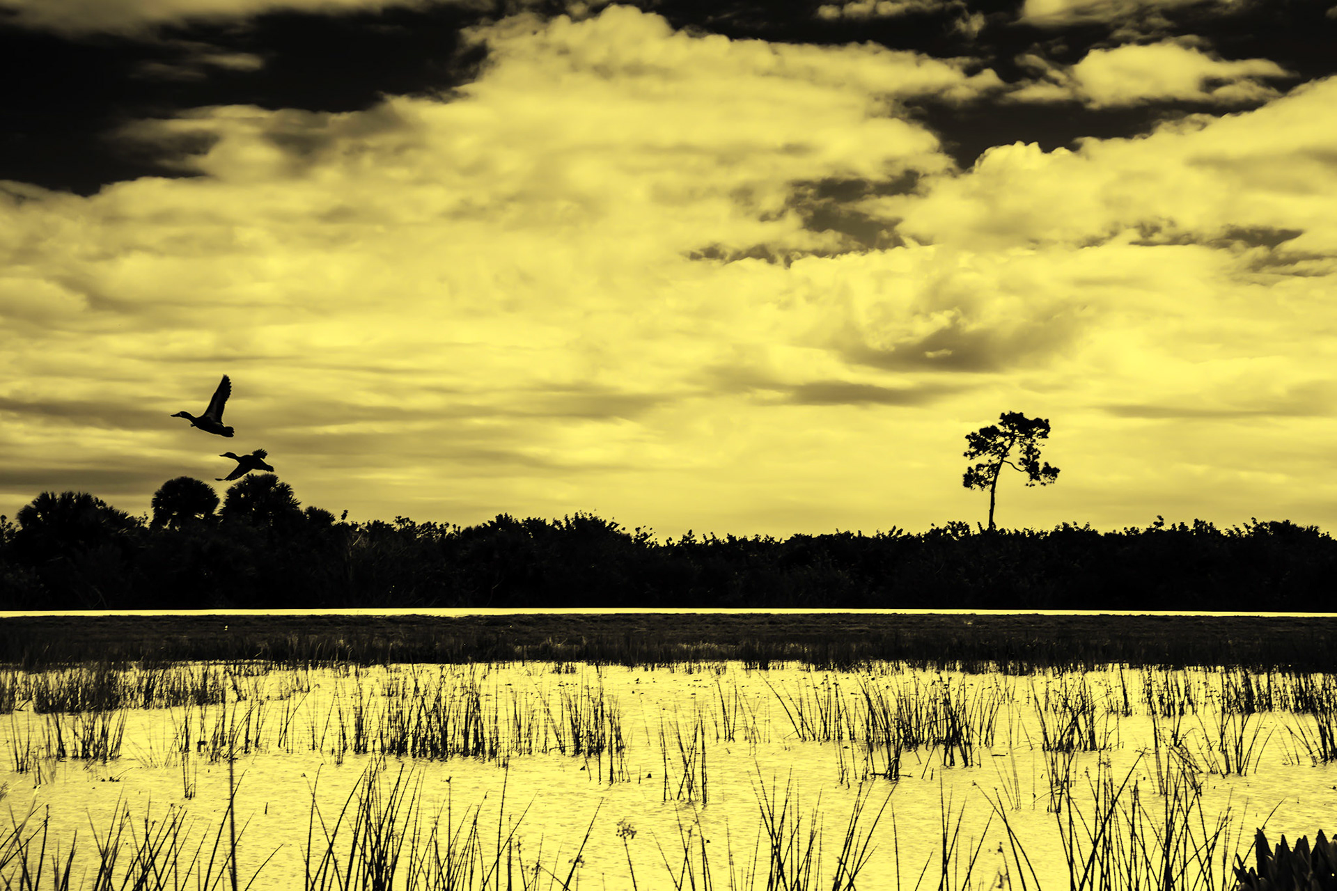 Wetland Scene Gold & Black