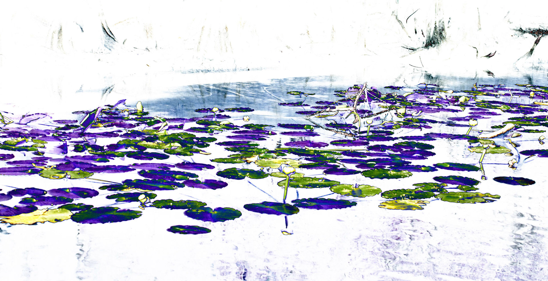 Lily Pads Solar 2