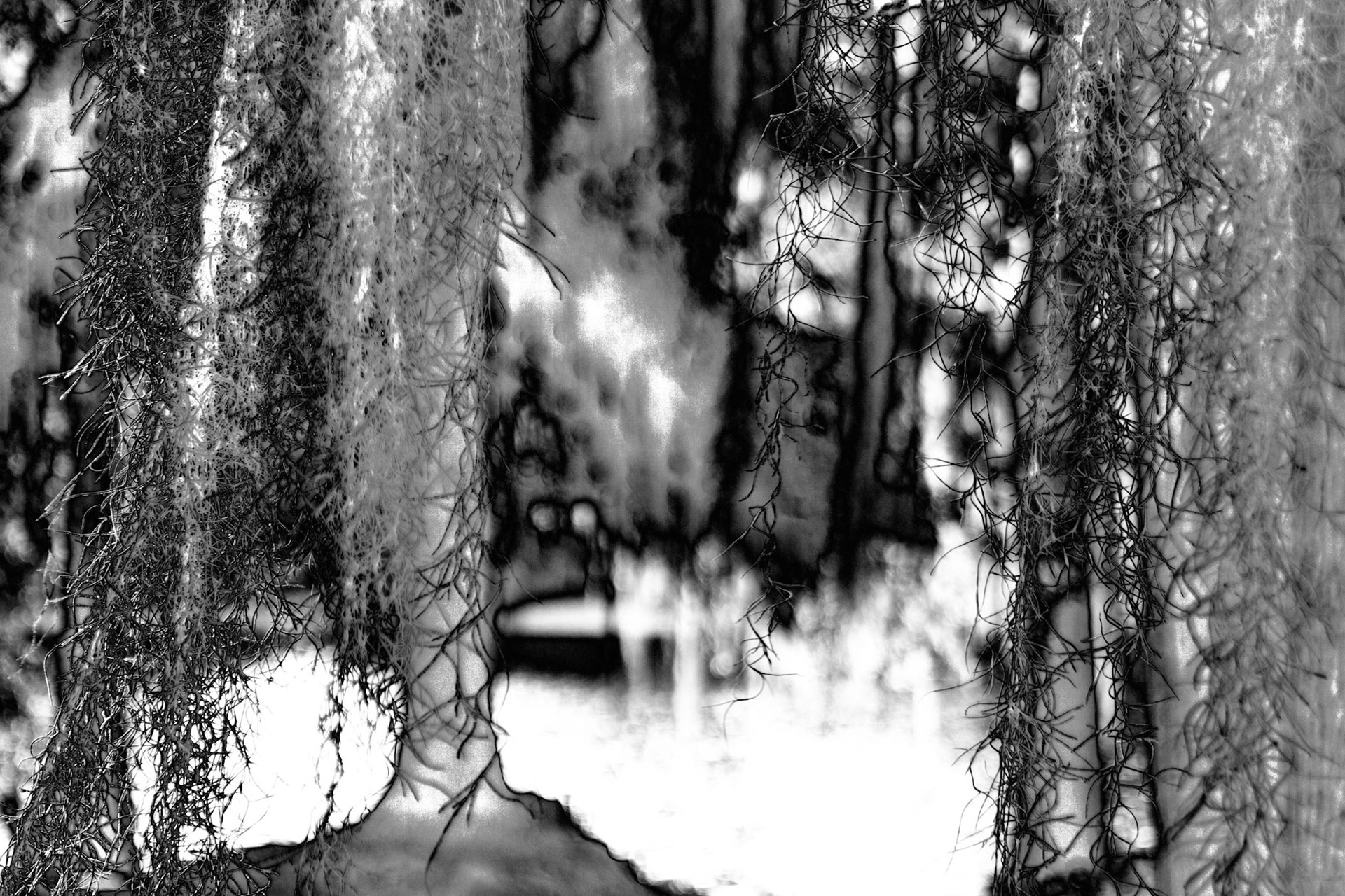 Tree Solar