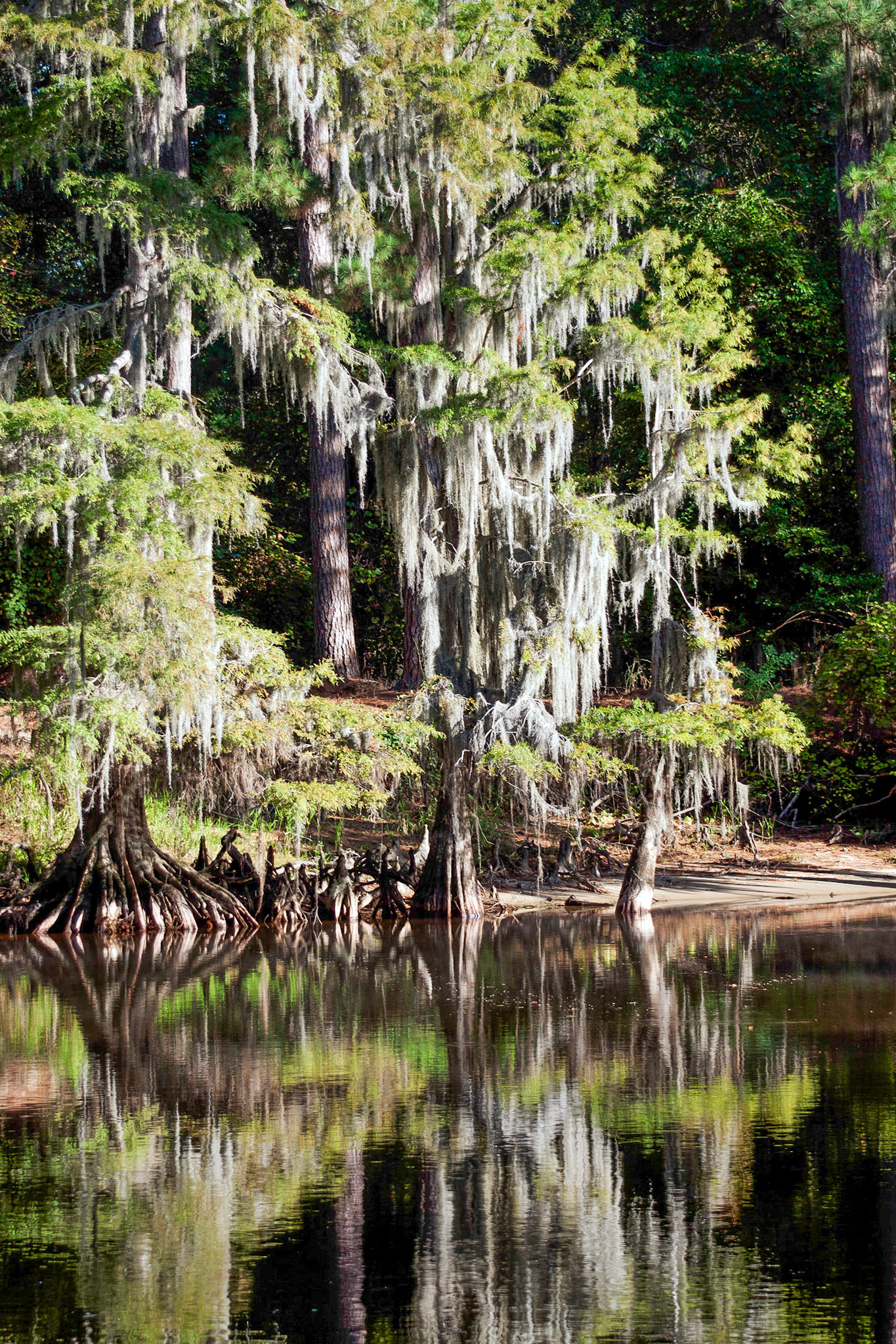 Caddo Afternoon v2