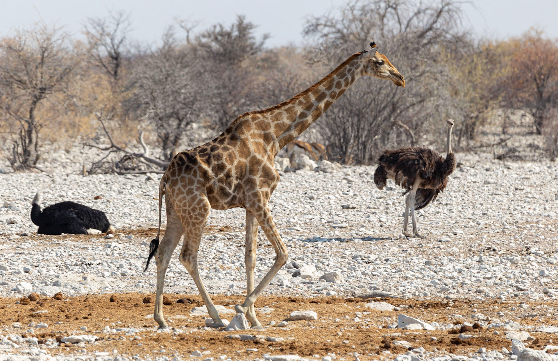 A Couple of Long Necks