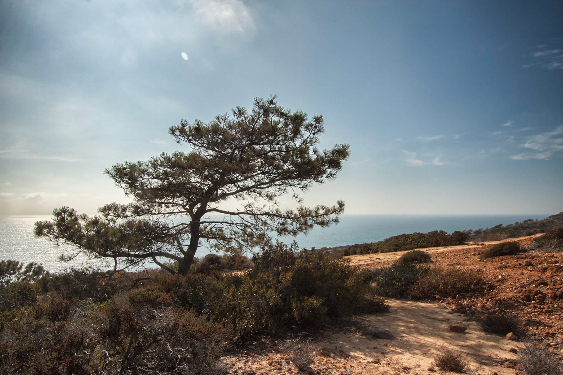 California Tree