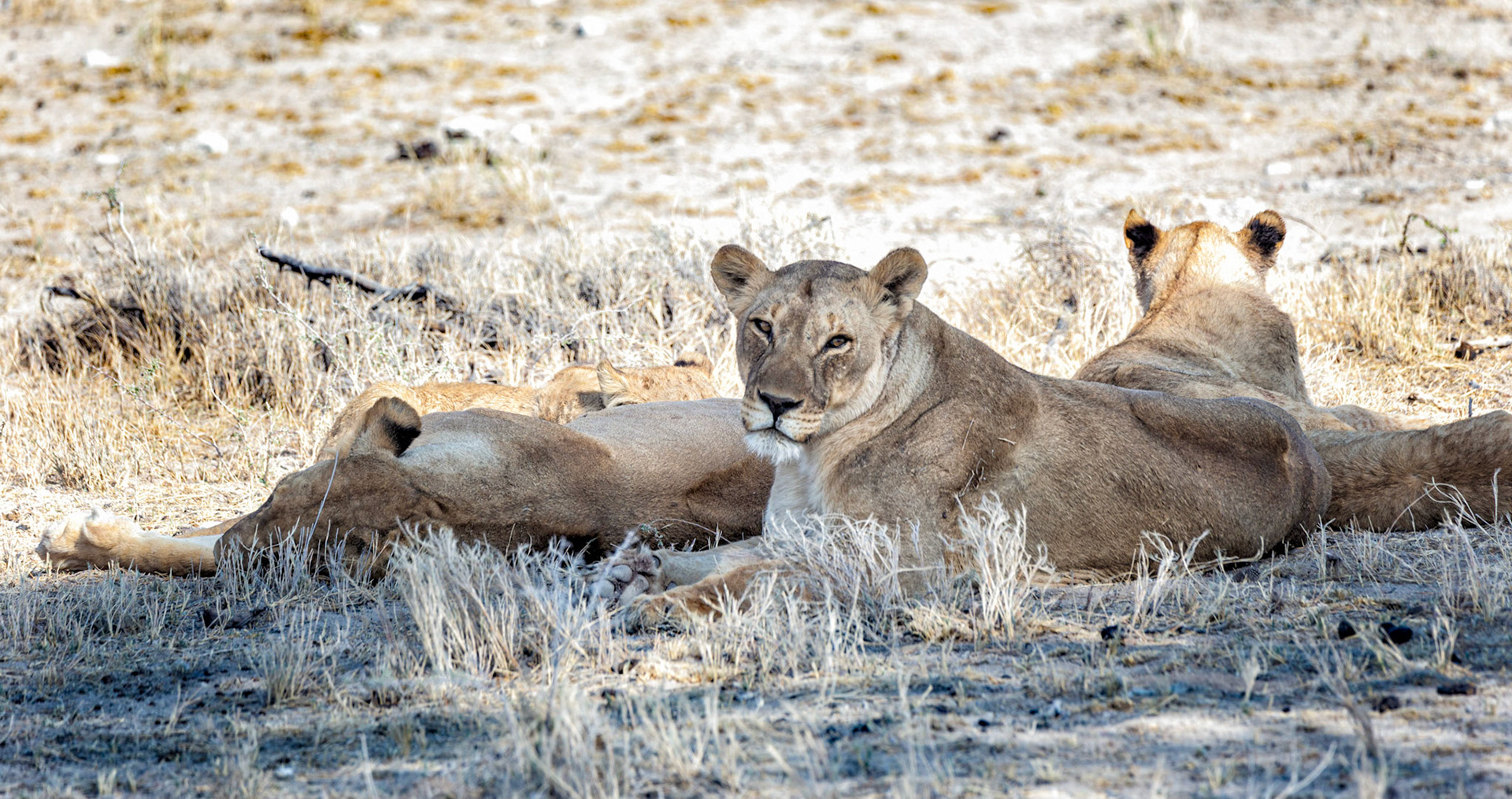 What Are You Looking At?