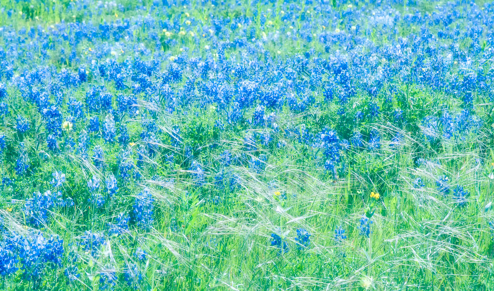 Bluebonnet Pastel 2