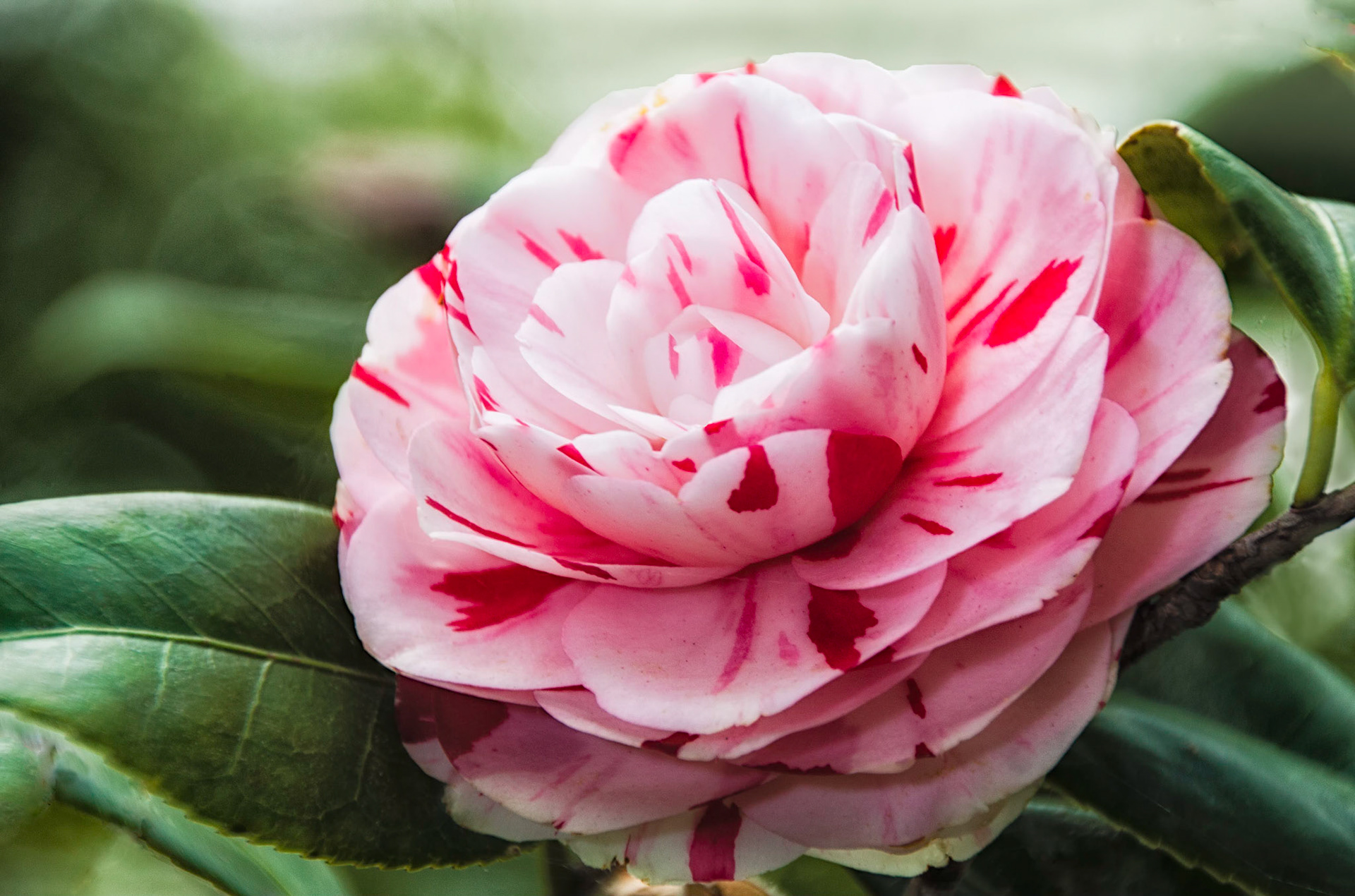 Showy Camelia