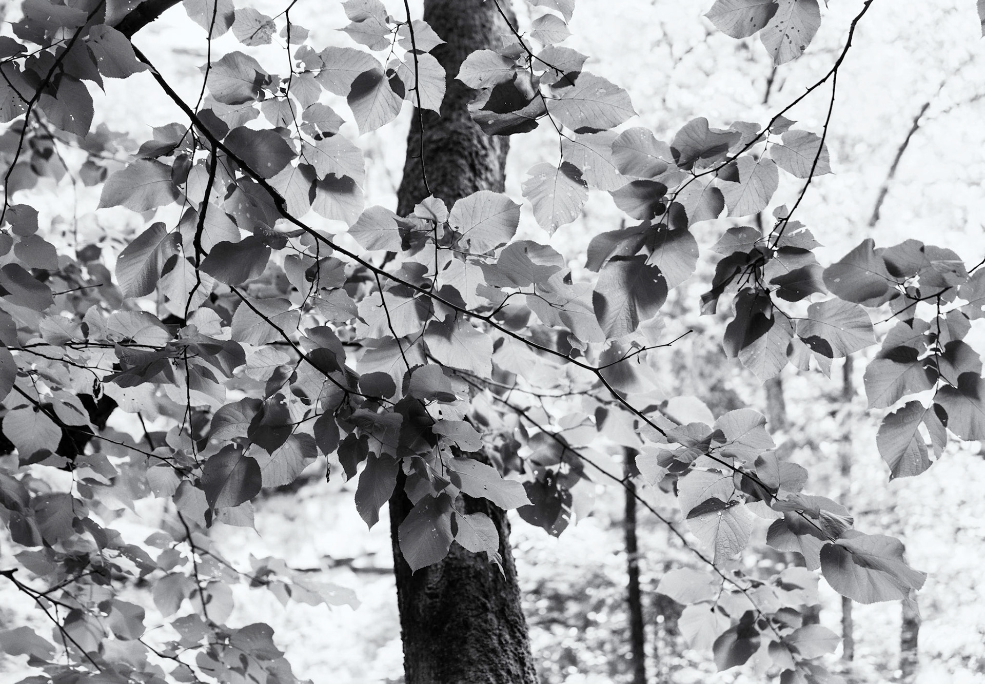 Cloudland Canyon Tree