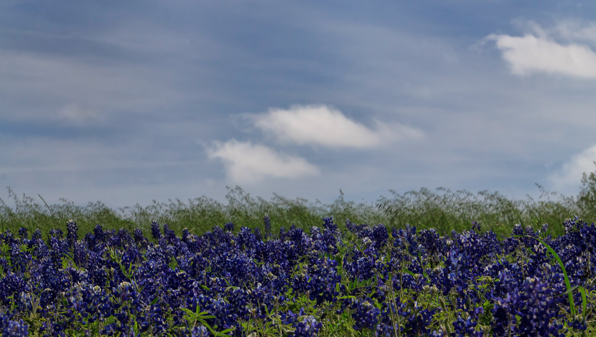 Dark Bluebonnets v2