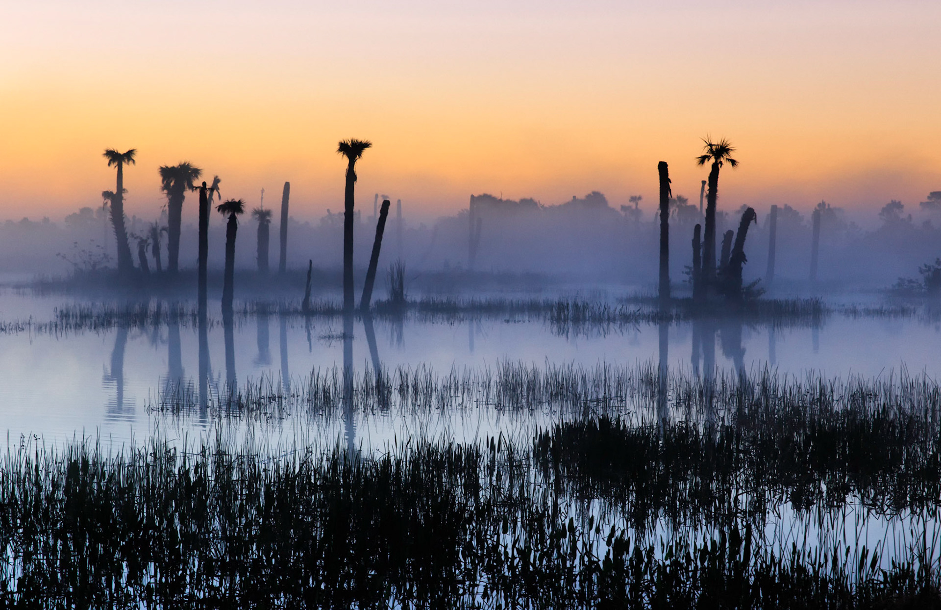 Florida Palms Sunrise