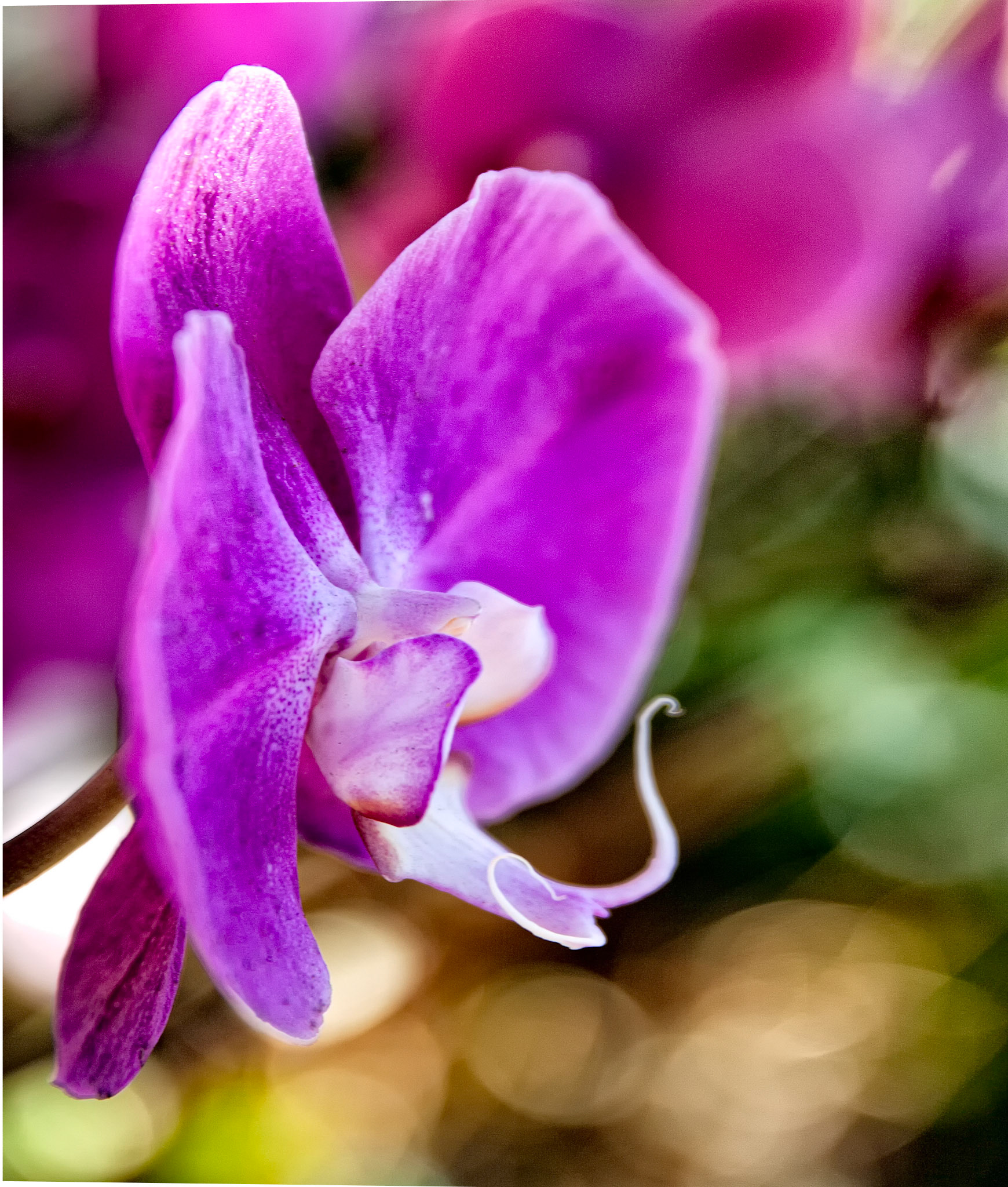 Balboa Park Orchid