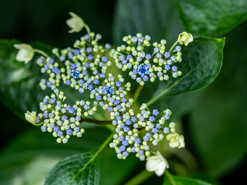Tiny Buds and Blossoms