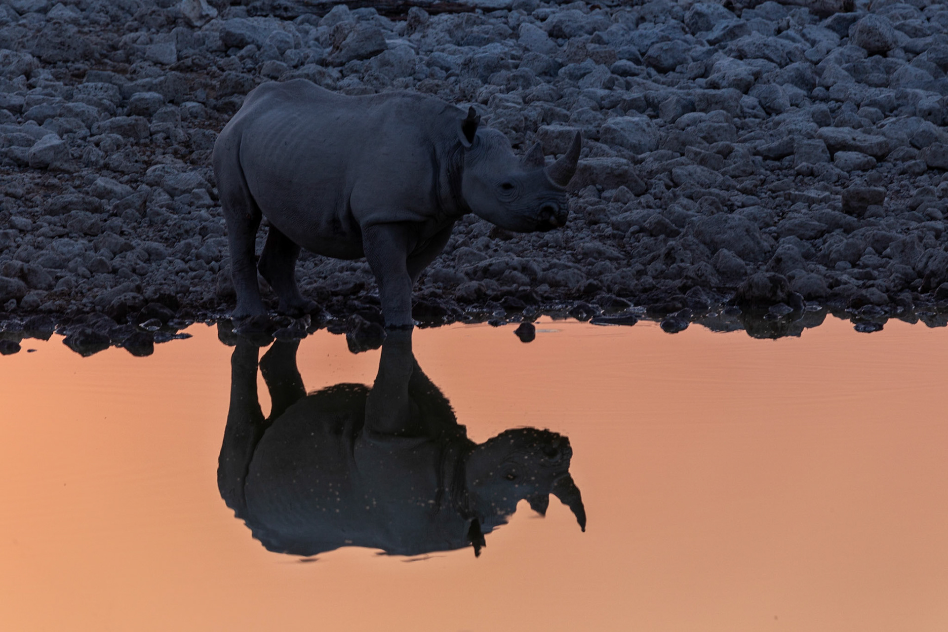 Black Rhino at Etosha
