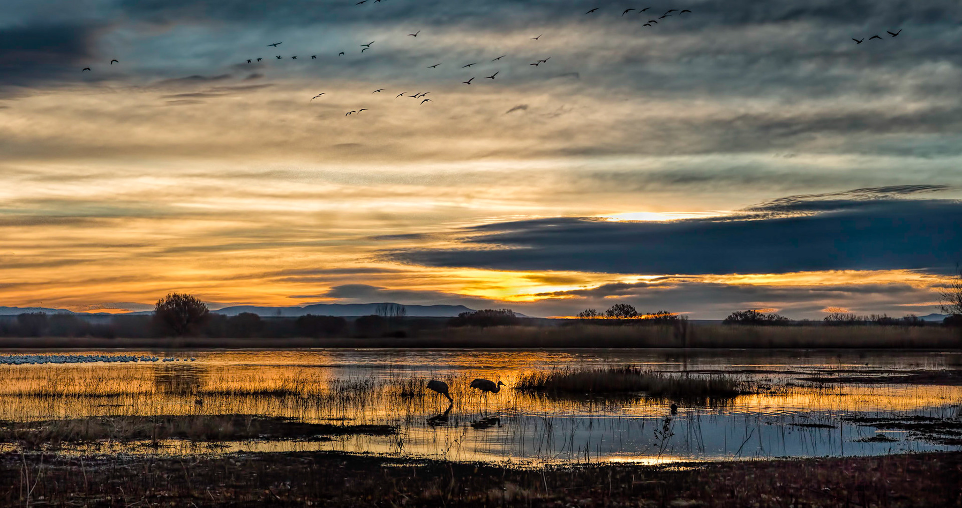 Bosque Sunrise