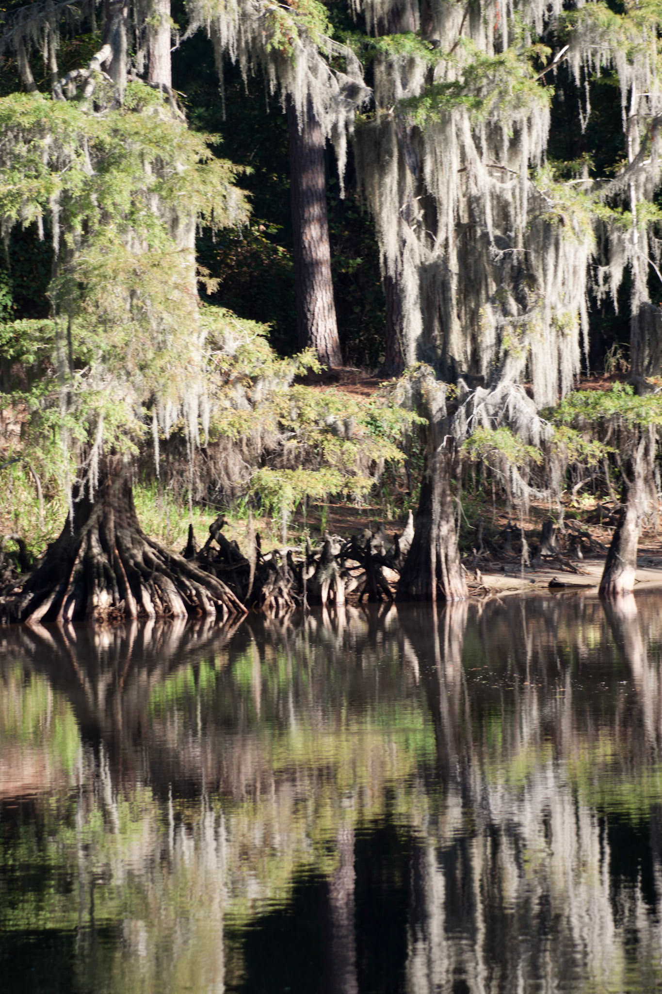 Caddo Afternoon